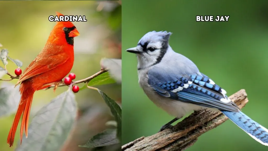 Cardinal Vs. Blue Jay