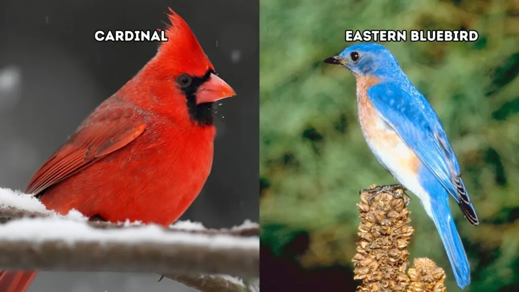 Cardinal vs Eastern Bluebird