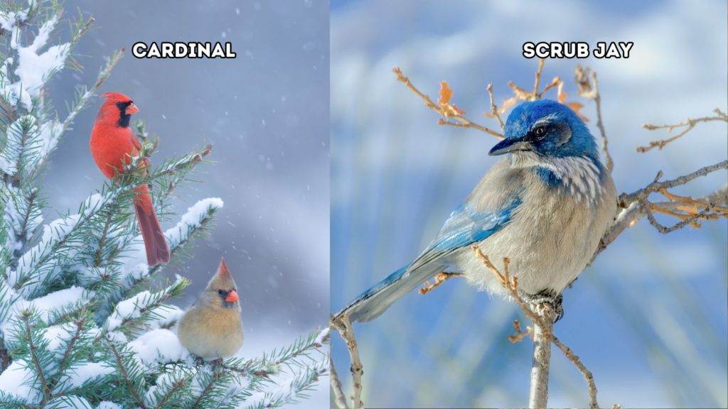 Cardinal vs. Scrub Jay