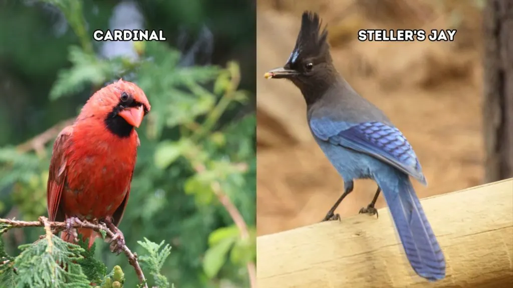 Cardinal vs. Steller's Jay
