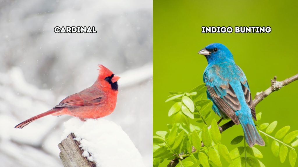 cardinal vs Indigo Bunting