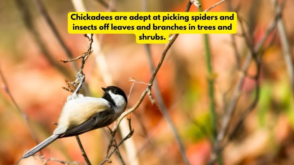 Chickadee eating spider 