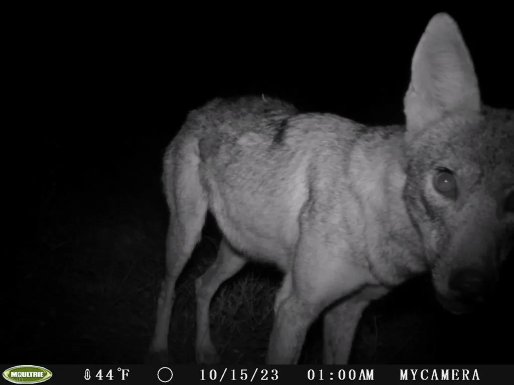 game camera closeup photo of a coyote