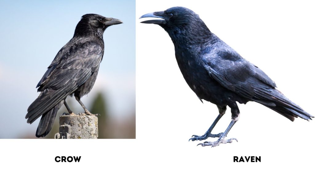 photo of crow on left and raven on right to illustrate differences