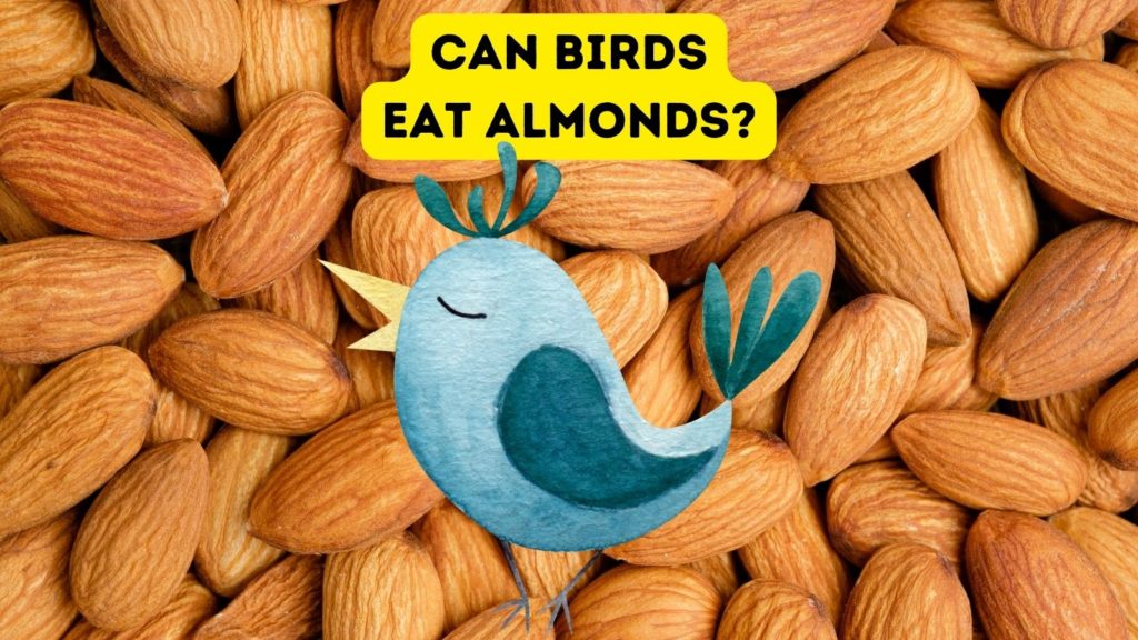 closeup of almonds out of the shell with cartoon blue bird in center of image with words "can birds eat almonds" at top of image