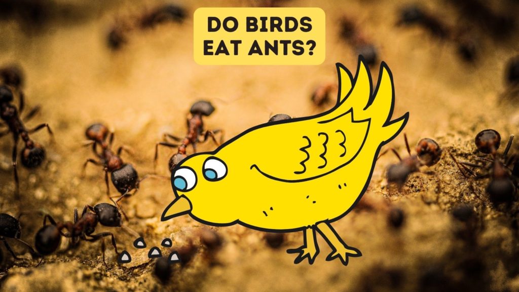 closeup image of ants in background with cartoon of yellow bird in center of image with words "do birds eat ants" at top of image