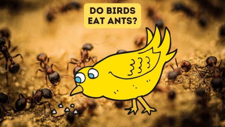 Do Birds Eat Ants?