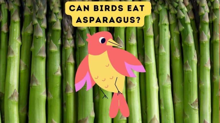 Can Birds Eat Asparagus?