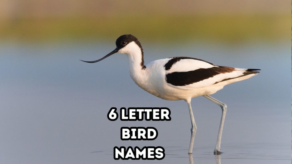 photo of black and white Avocet bird wading in shallow water