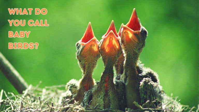 What Do You Call Baby Birds?