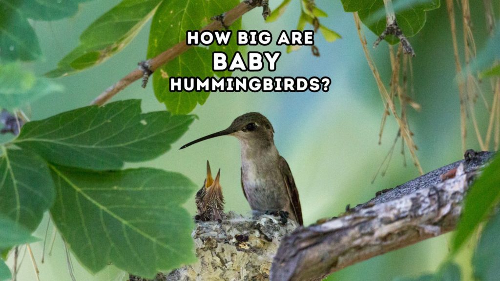 mother hummingbird and chick on nest