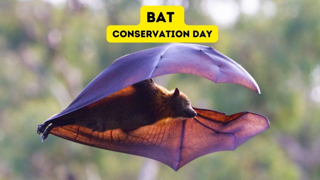 photo of flying bat with wings outstretched