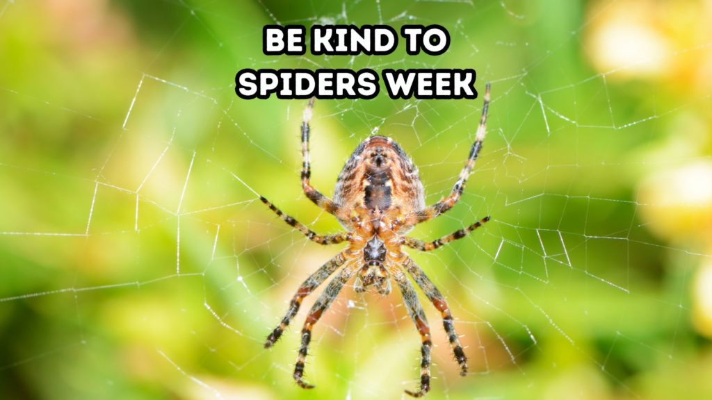 photo of garden spider and web