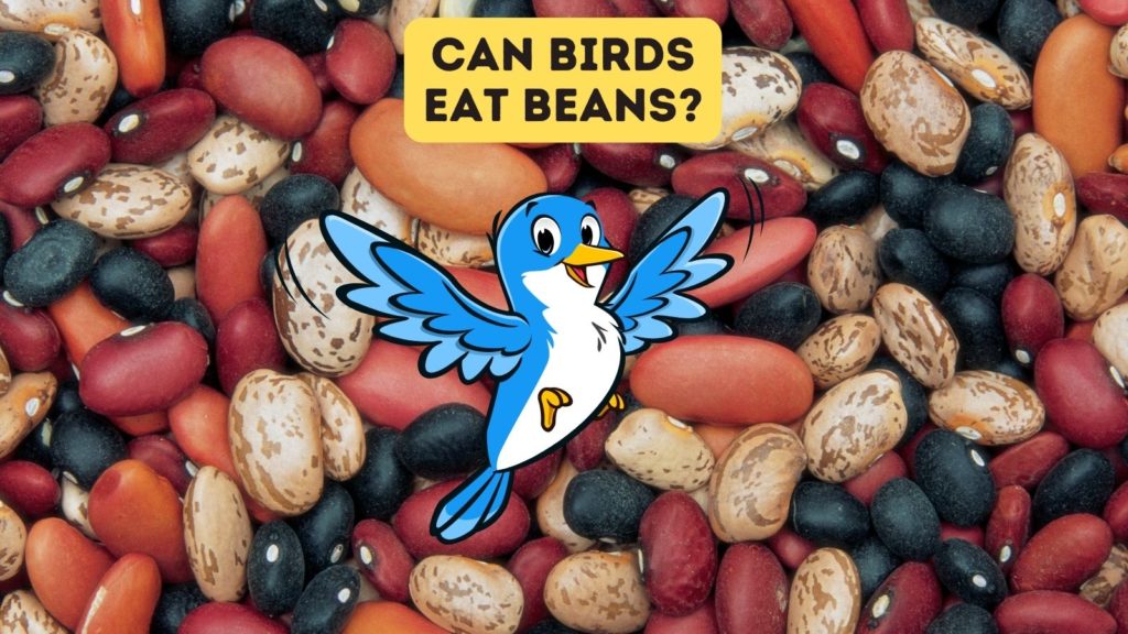 closeup image of various kinds of beans with a cartoon of a blue bird in the center of the image and the words "can birds eat beans" at the top of the image