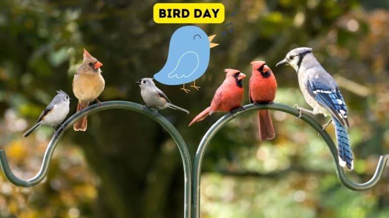 Bird Day