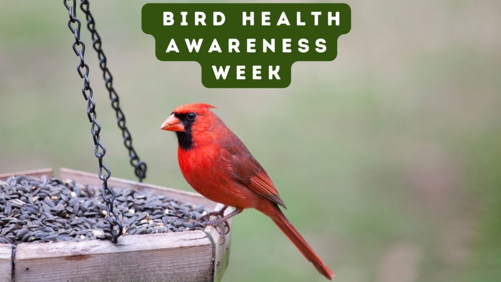 Cardinal at bird feeder with words Bird Health Awareness Week at top of image