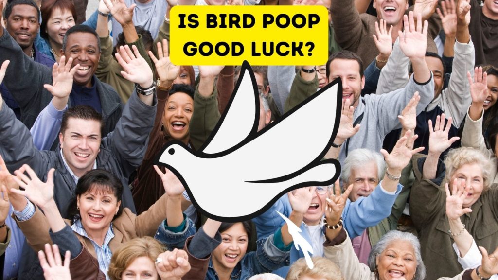 photo of crowd of people waving at the sky with a white dove graphic pooping in the center of the image with the words "is bird poop good luck" at top of image