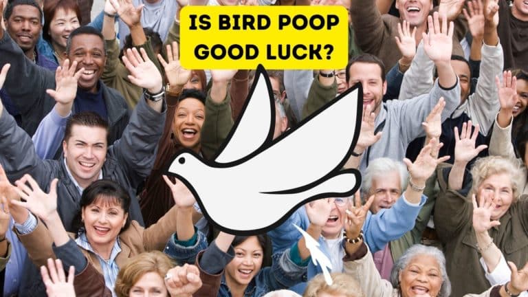 Is Bird Poop Good Luck?