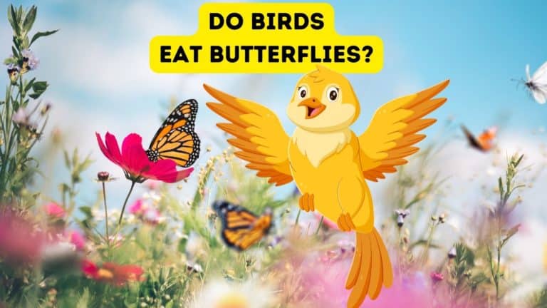 Do Birds Eat Butterflies?