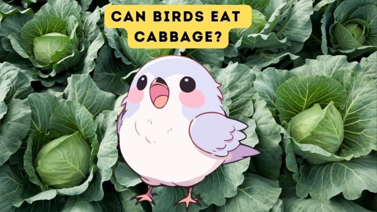 Can Birds Eat Cabbage?