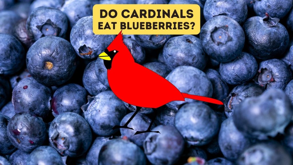 closeup of blueberries with cartoon image of cardinal in middle and words "do cardinals eat blueberries" at top of image