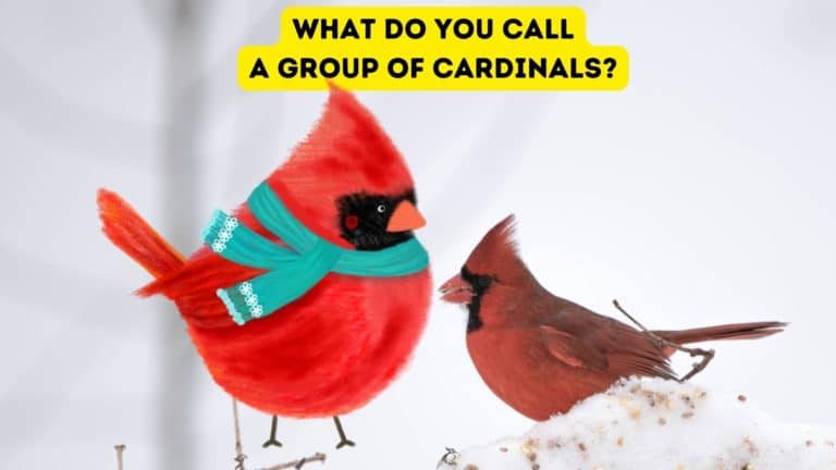 What Do You Call a Group of Cardinals?
