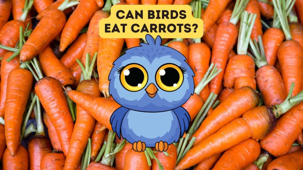closeup of large bundle of carrots with cartoon bird in center of image and words "can birds eat carrots" at top of image