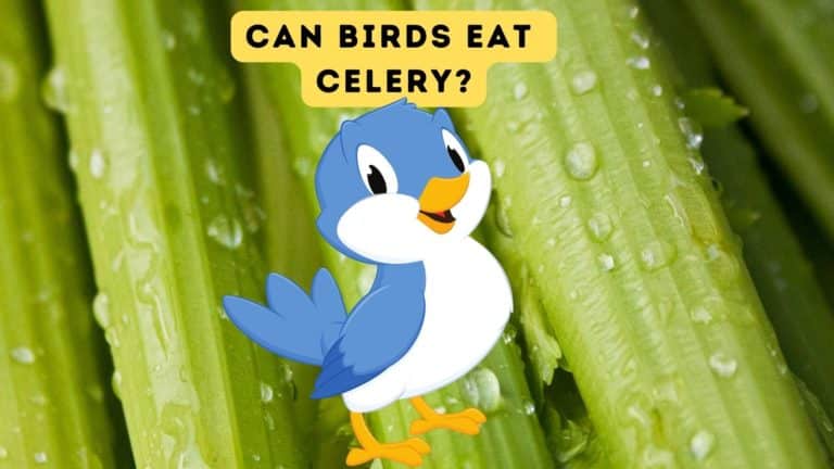 Can Birds Eat Celery?