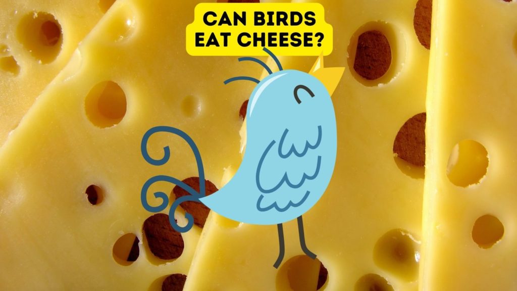 closeup photo of sliced Swiss cheese with cartoon image of blue bird in center of photo with words "can birds eat cheese" at top of image