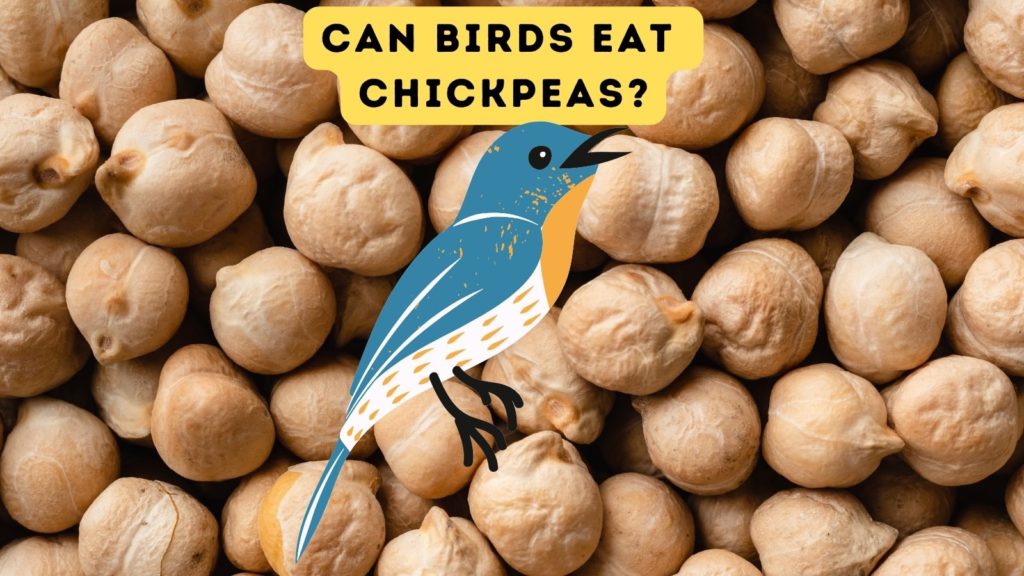 background image of chickpeas with graphic of blue bird in middle of image