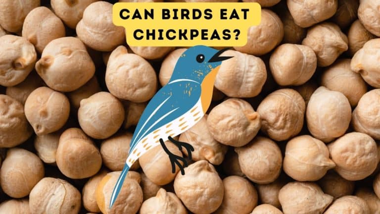 Can Birds Eat Chickpeas?