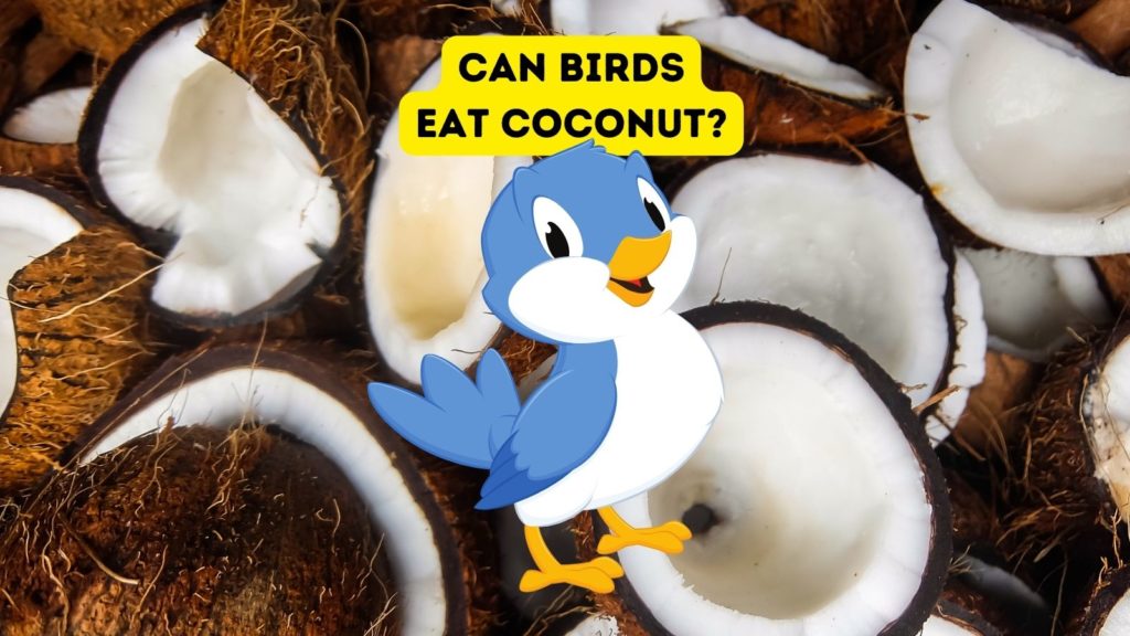 background image of coconuts with cartoon bird in foreground