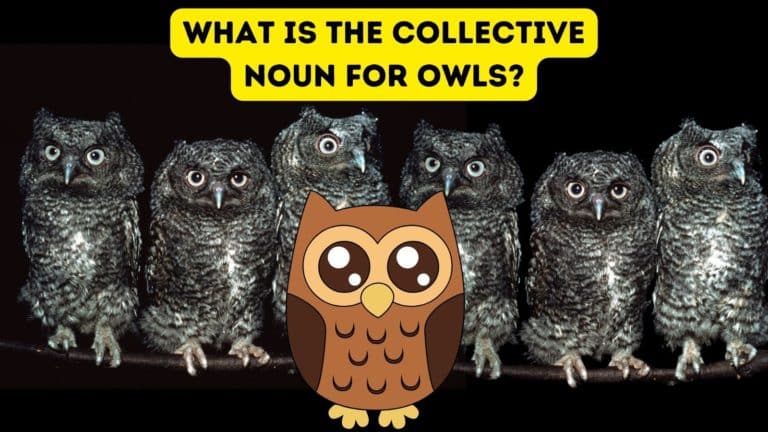 What is the Collective Noun for Owls?
