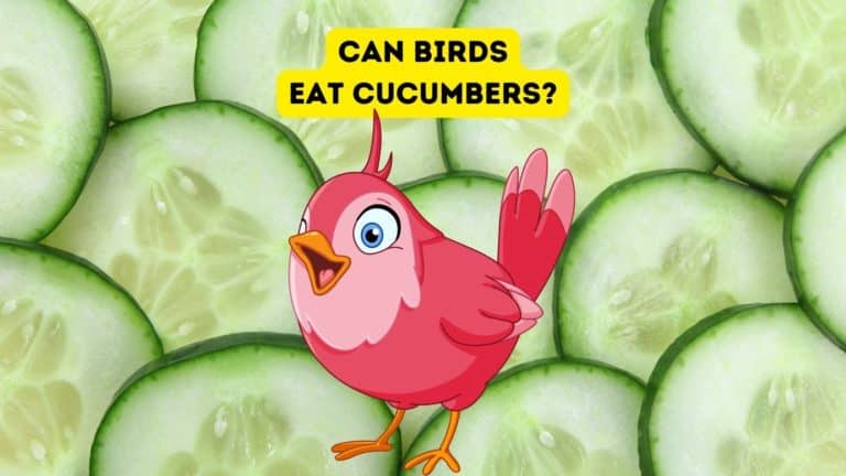Can Wild Birds Eat Cucumber?