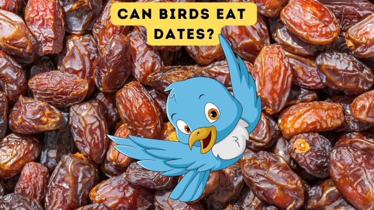 Can Birds Eat Dates?