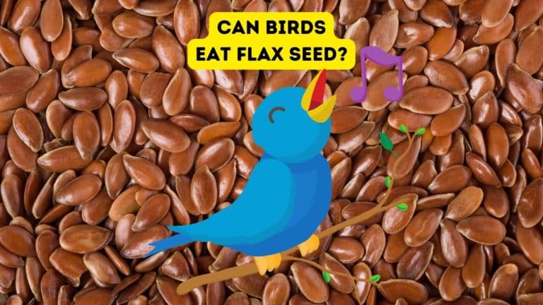 Can Birds Eat Flax Seed?