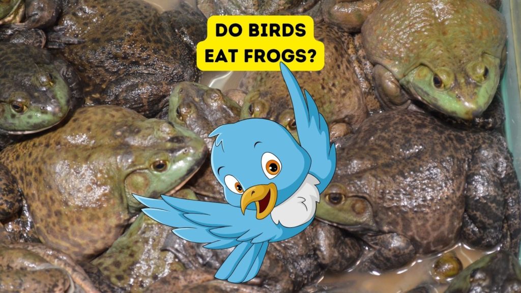 background image of frogs with cartoon bird in center of image