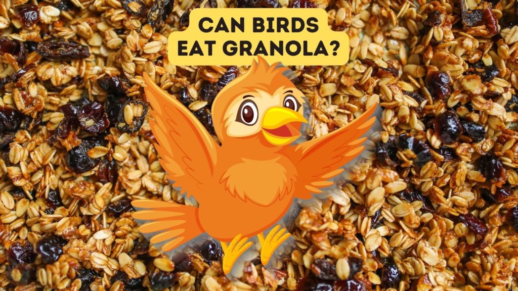 closeup of granola mix with cartoon of orange bird in center of image with words "can birds eat granola" at top of image