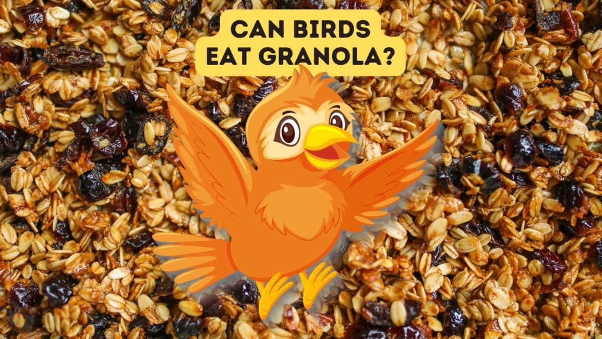 Lush Can Birds Eat Popcorn Kernels Moment Illustration Lush Can Birds Eat Popcorn Kernels Moment Illustration