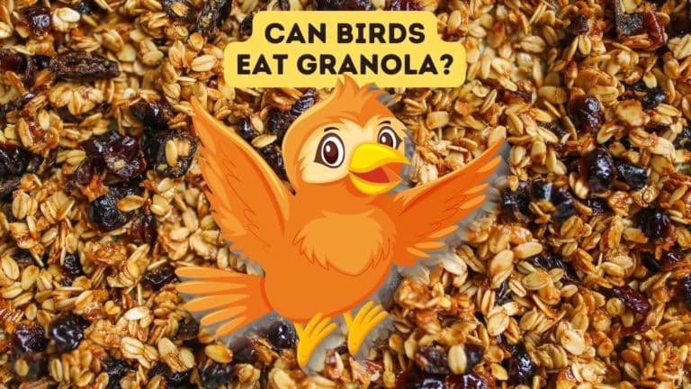 Can Birds Eat Granola?