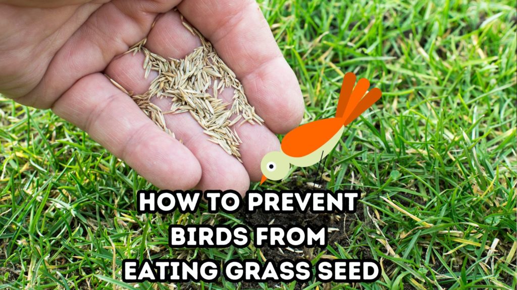 photo of a man's hand holding bird seed with background of grassy lawn. A cartoon bird is in the center of the image over the words "how to prevent birds from eating grass seed"
