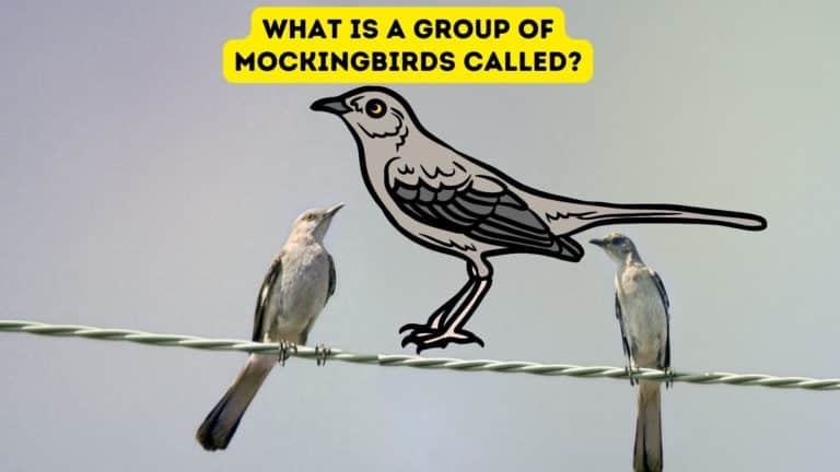 What is a Group of Mockingbirds Called?