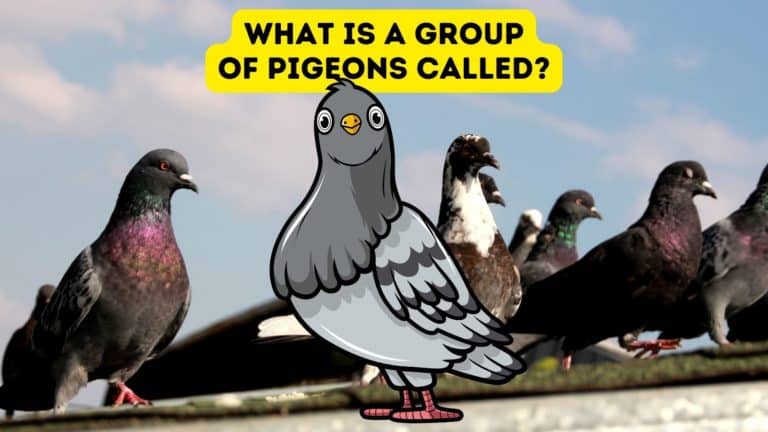 What is a Group of Pigeons Called?