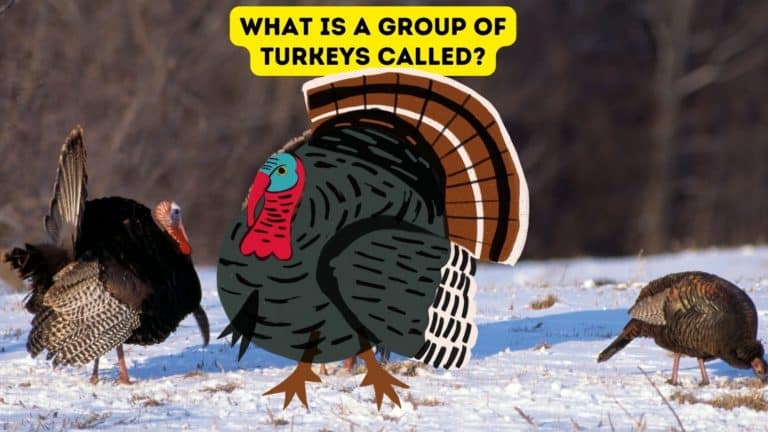 What is a Group of Turkeys Called?