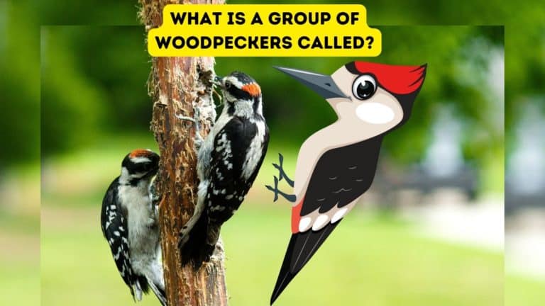 What is a Group of Woodpeckers Called?