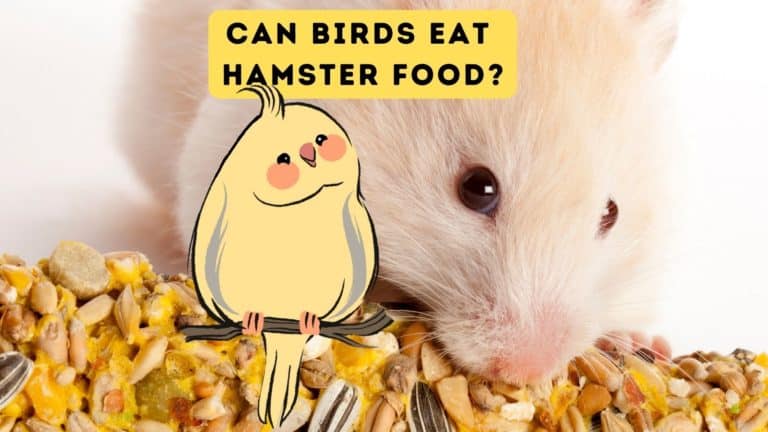 Can Birds Eat Hamster Food?