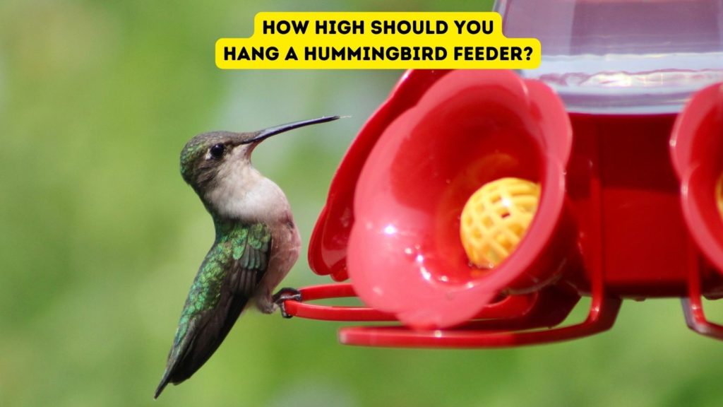 hummingbird drinking from hummingbird feeder