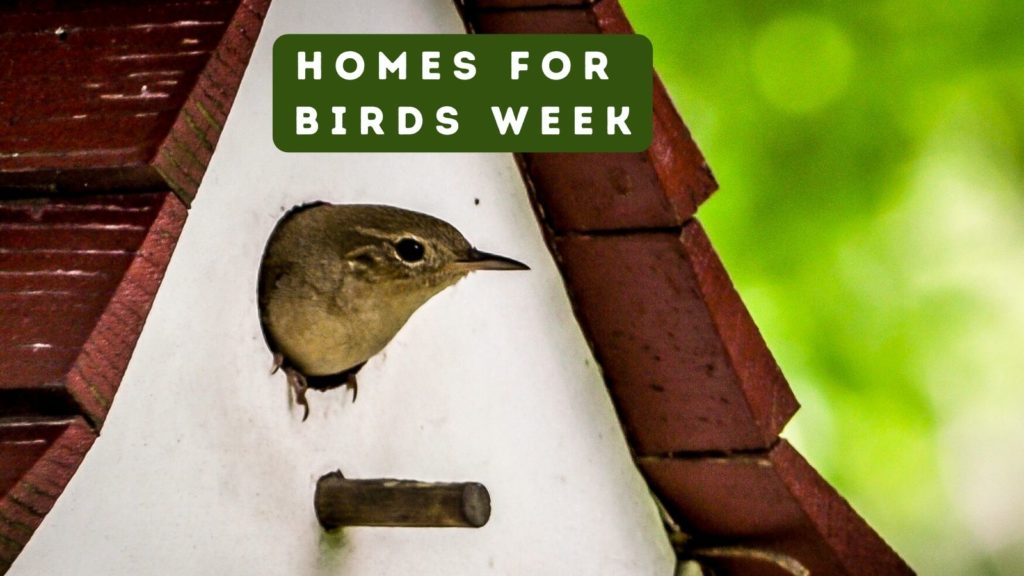 House Wren peeking out of bird house with words Homes for Birds Week at top of image