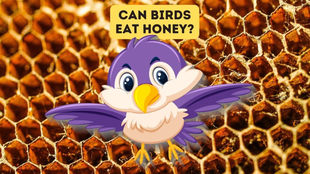 closeup of honeycomb with cartoon image of purple bird in center of image with words "can birds eat honey" at the top of image