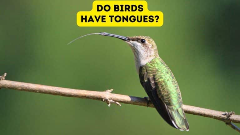 Do Birds Have Tongues?